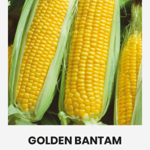 SALDIEJI  KUKURŪZAI GOLDEN BANTAM
