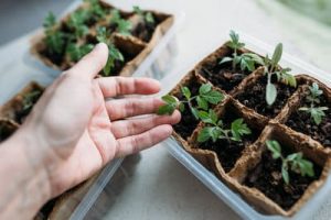 Read more about the article KOVO MĖNESIO DARBAI SODE IR DARŽE