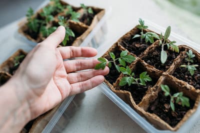 Read more about the article KOVO MĖNESIO DARBAI SODE IR DARŽE