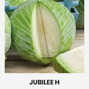 BALTIEJI GŪŽINIAI KOPŪSTAI JUBILEE H