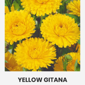 VAISTINĖS MEDETKOS YELLOW GITANA