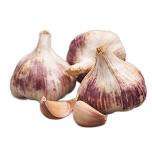 ČESNAKAI VASARINIAI MORADO 44/55 0,5KG