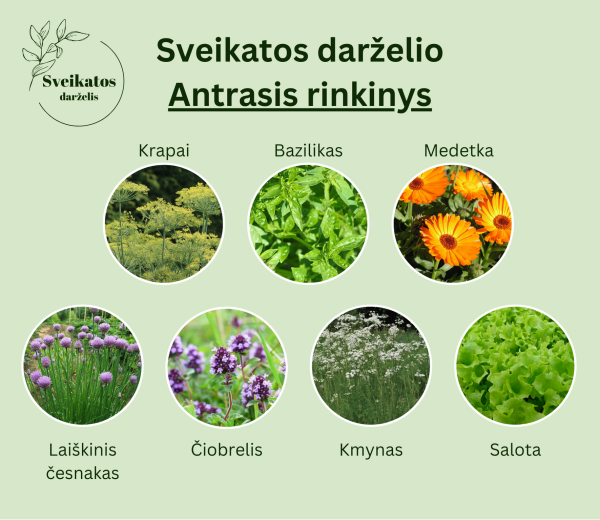 Sveikatos darželio antrasis rinkinys - vaistažolių ir prieskoninių augalų sėklų rinkinys