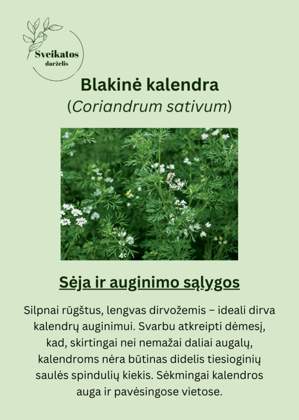 Sveikatos darželio pirmasis rinkinys - vaistažolių ir prieskoninių augalų sėklų rinkinys - Image 3