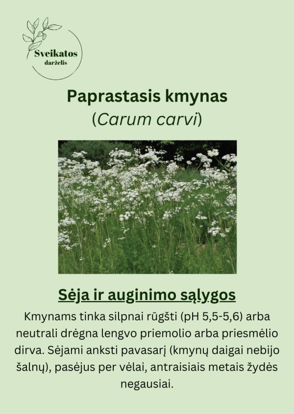 Sveikatos darželio antrasis rinkinys - vaistažolių ir prieskoninių augalų sėklų rinkinys - Image 5