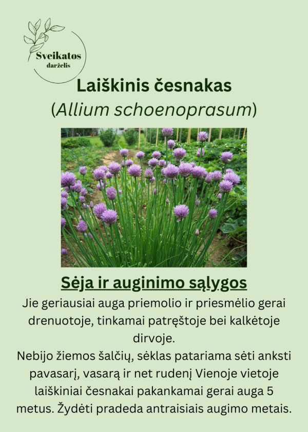 Sveikatos darželio antrasis rinkinys - vaistažolių ir prieskoninių augalų sėklų rinkinys - Image 6