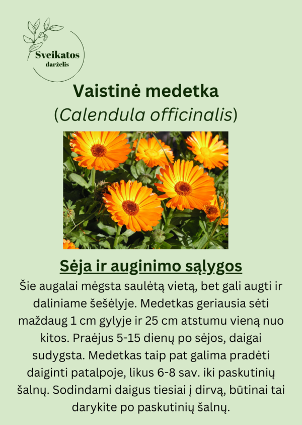 Sveikatos darželio antrasis rinkinys - vaistažolių ir prieskoninių augalų sėklų rinkinys - Image 7