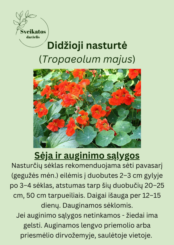 Sveikatos darželio pirmasis rinkinys - vaistažolių ir prieskoninių augalų sėklų rinkinys - Image 4