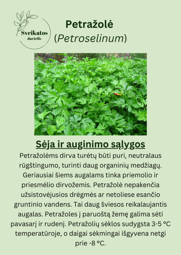 Sveikatos darželio pirmasis rinkinys - vaistažolių ir prieskoninių augalų sėklų rinkinys - Image 5