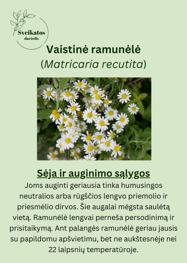 Sveikatos darželio trečiasis rinkinys - vaistažolių ir prieskoninių augalų sėklų rinkinys - Image 6