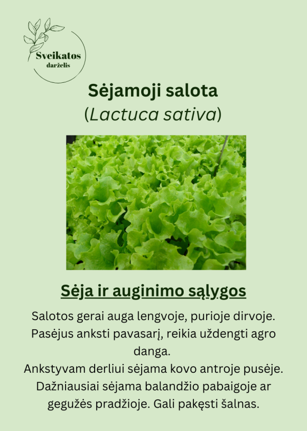 Sveikatos darželio antrasis rinkinys - vaistažolių ir prieskoninių augalų sėklų rinkinys - Image 8