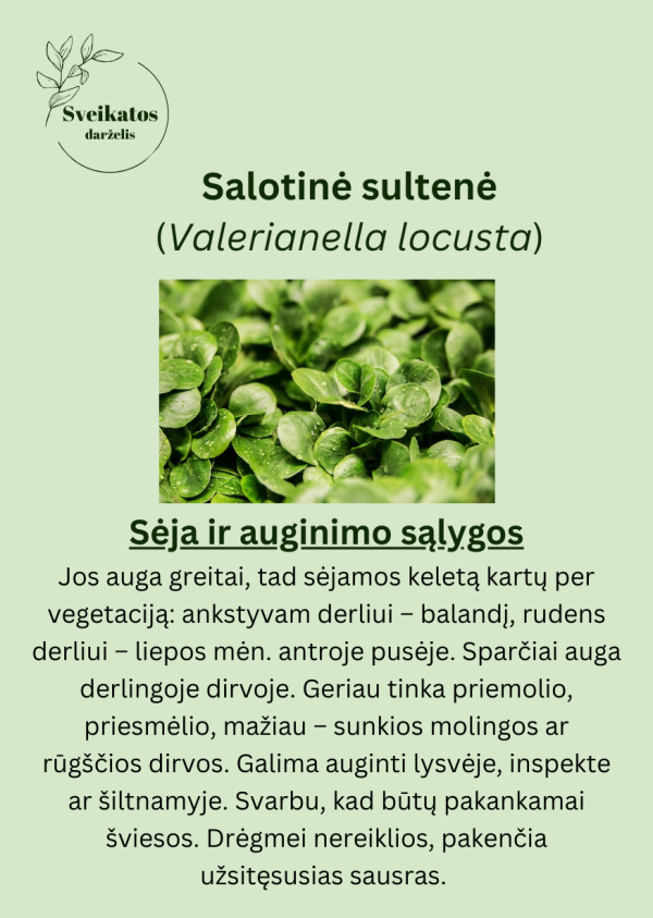 Sveikatos darželio trečiasis rinkinys - vaistažolių ir prieskoninių augalų sėklų rinkinys - Image 7