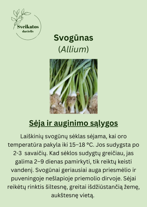 Sveikatos darželio pirmasis rinkinys - vaistažolių ir prieskoninių augalų sėklų rinkinys - Image 7
