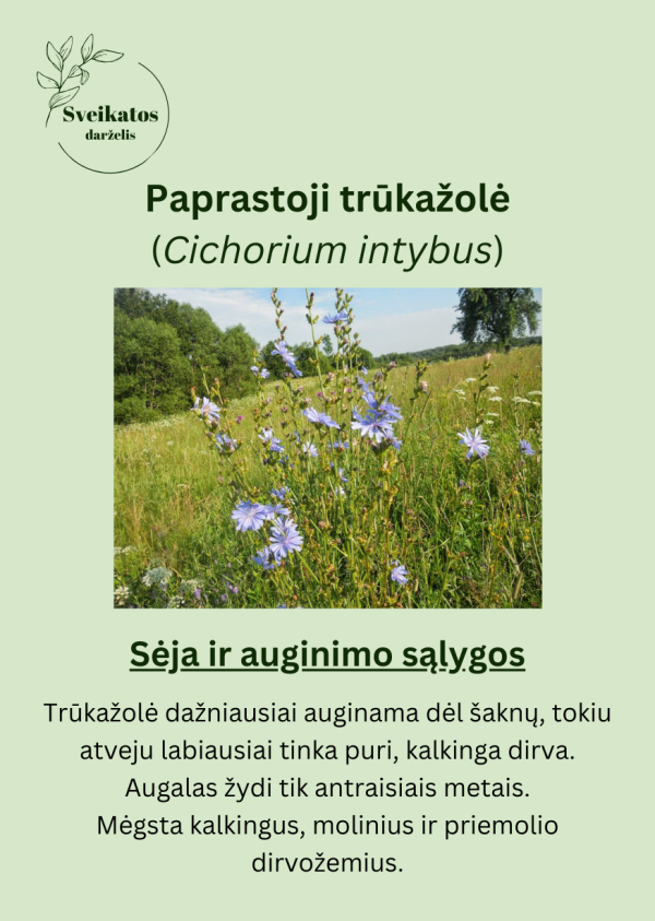 Sveikatos darželio trečiasis rinkinys - vaistažolių ir prieskoninių augalų sėklų rinkinys - Image 9