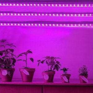 Augalų auginimo patalpose LED juosta (rožinės spalvos) 1m.