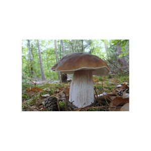 Grybiena, beržinis baravykas, 10g.