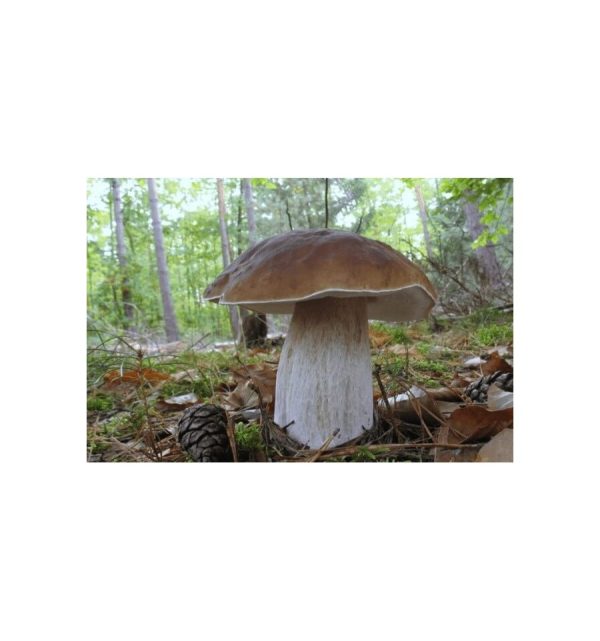 Grybiena, beržinis baravykas, 10g.