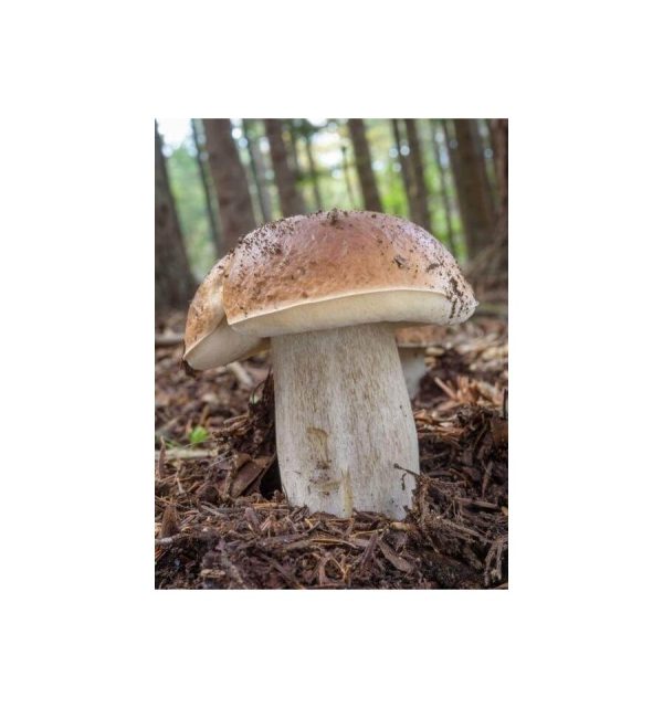 Grybiena, tikrinis baravykas, 10g.