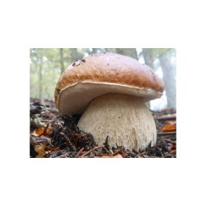Grybiena, tikrinis baravykas, 10g.