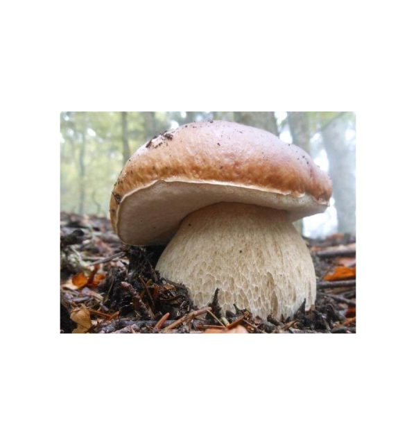 Grybiena, tikrinis baravykas, 10g.