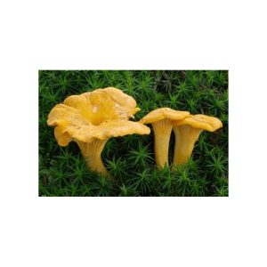 Grybiena, valgomoji voveraitė, 10g.