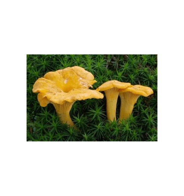 Grybiena, valgomoji voveraitė, 10g.