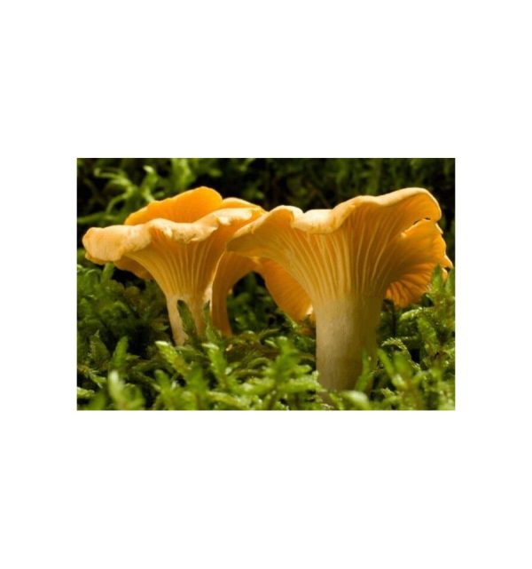 Grybiena, valgomoji voveraitė, 10g.