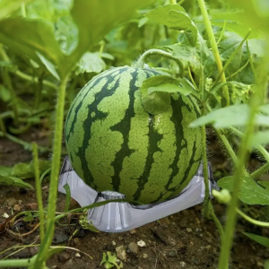 Plastikinis padėkliukas arbūzams, melionams, moliūgams ir kt. 10vnt.